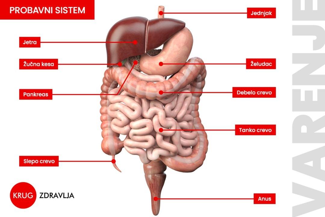 kako izgleda digestivni trakt
