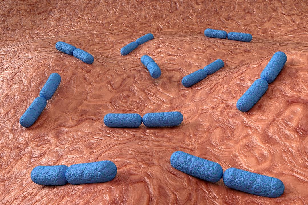 Bakterije u unutrašnjosti tankog creva