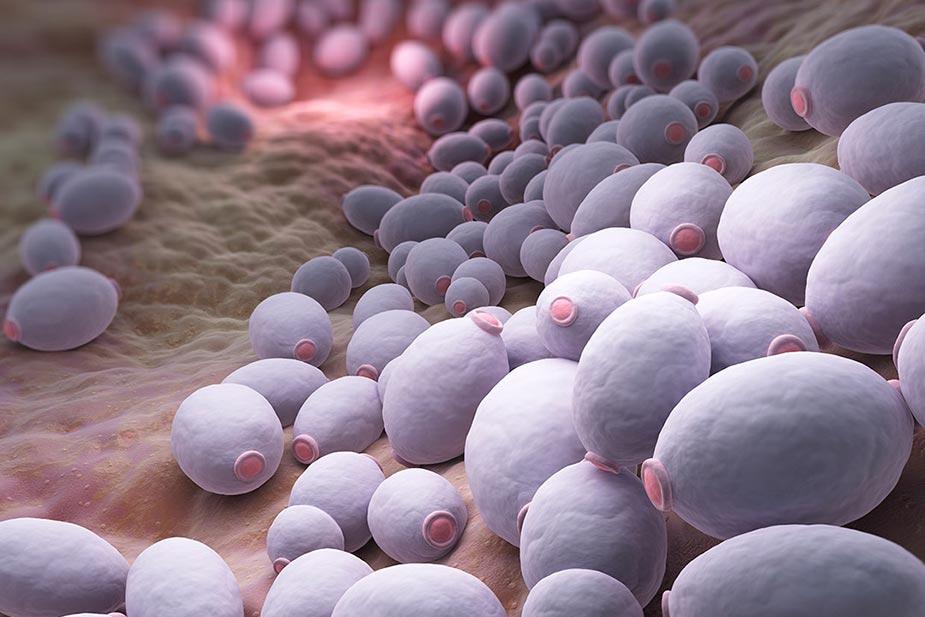 crtež naseobina kandide u crevima