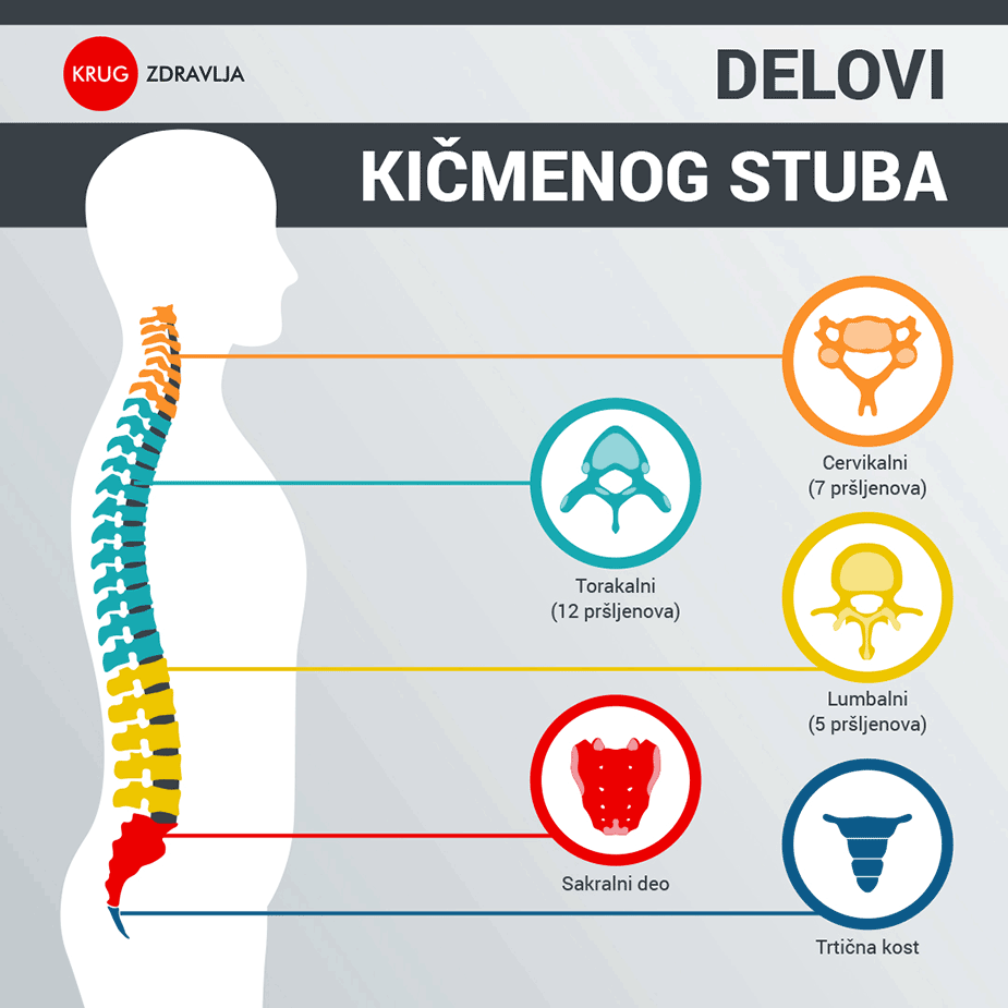 delovi kičmenog stuba