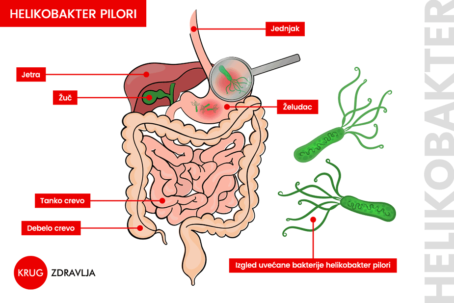 shema digestivnog trakta