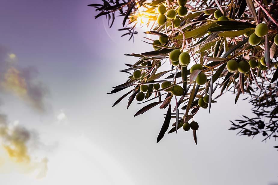 grana drveta masline sa plodovima