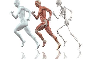 Bolesti lokomotornog sistema u radnoj populaciji