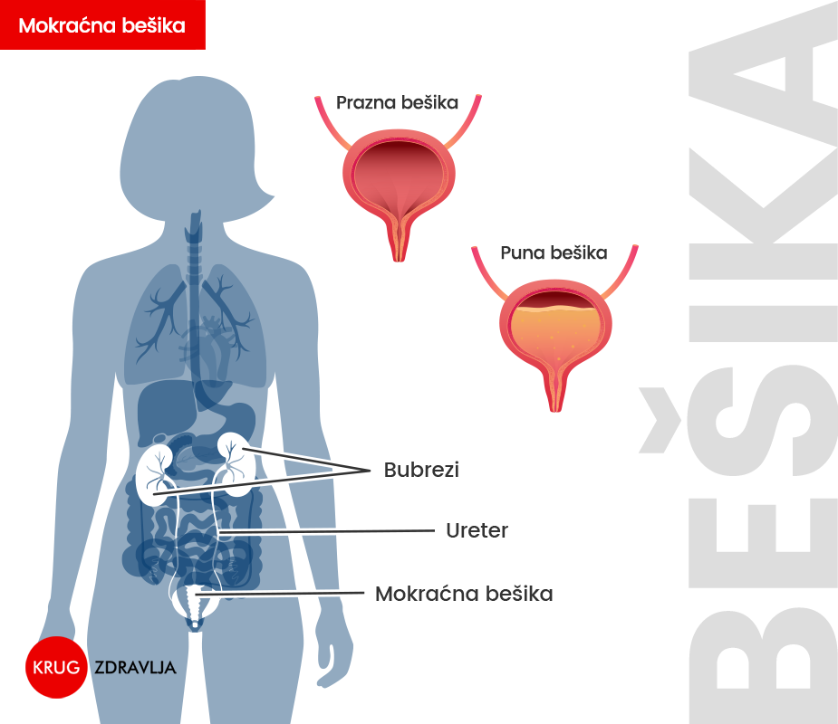 Grafički prikaz urinarnog trakta
