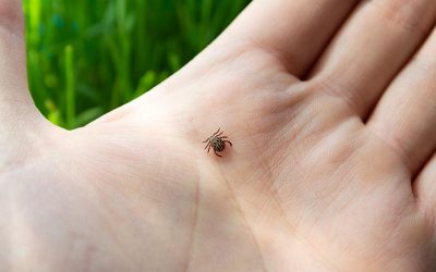 Krpelji i kako se zaštititi od njih